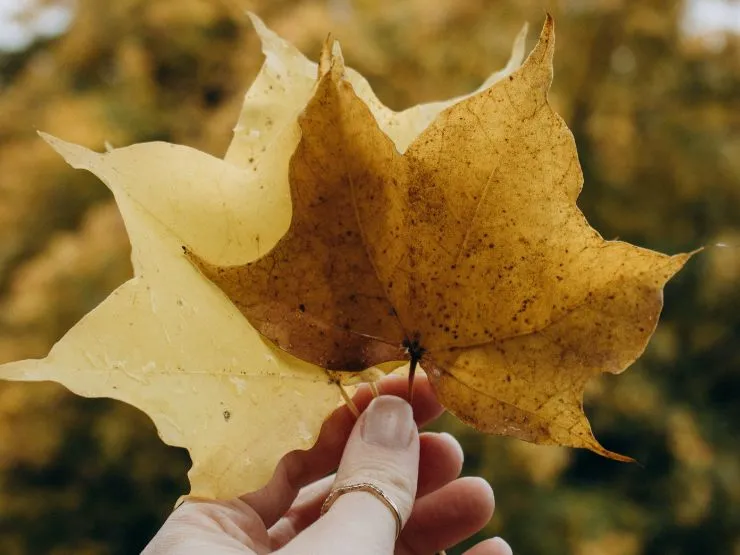 foto de una mano sosteniendo dos hojas secas, una representación de cuando el amor deja de nutrir